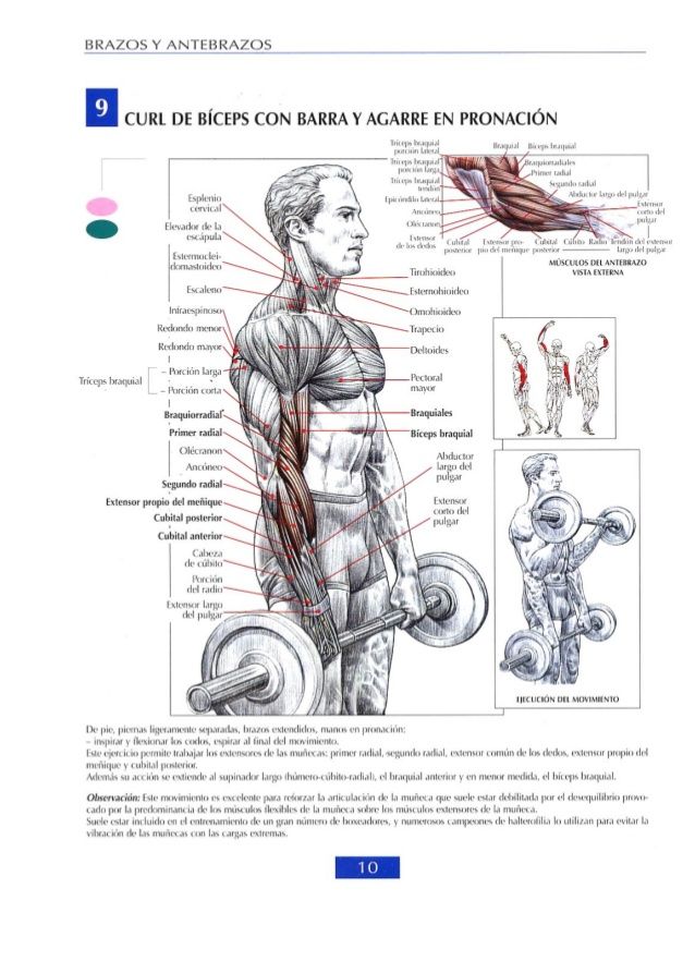 Libro Digital Oficial: Guía Ilustrada de los Movimientos de la Musculación 💪 | Anatomía, Técnica y Ejecución Paso a Paso